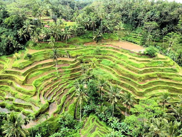 Jakarta to Ubud 3