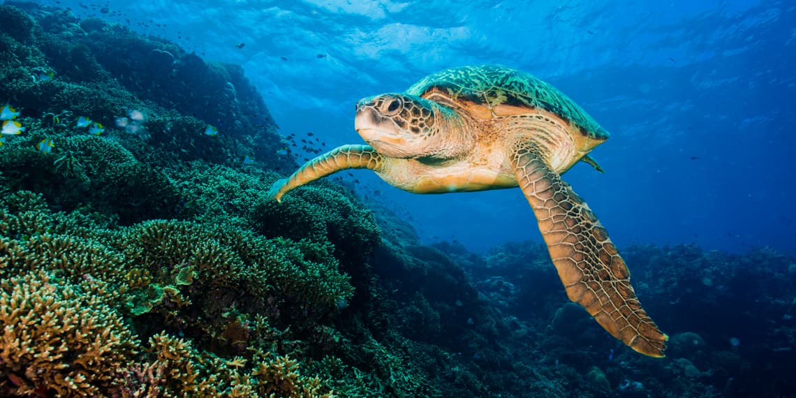 Thalassa Dive Resort