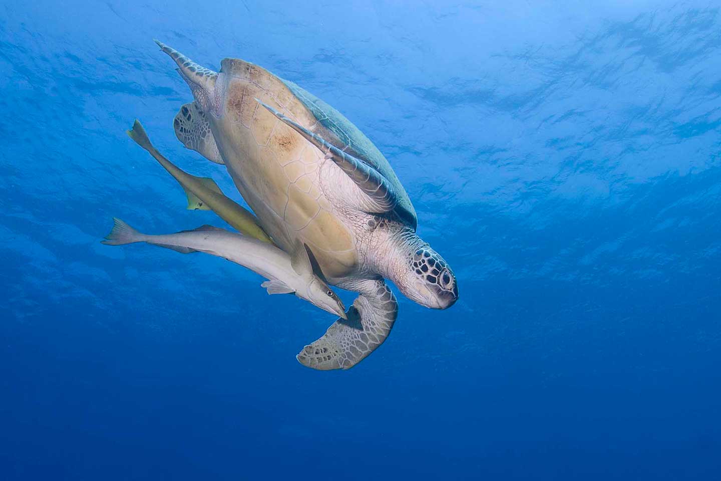 Eco Divers Manado